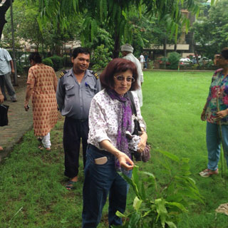 Tree Plantation Drive